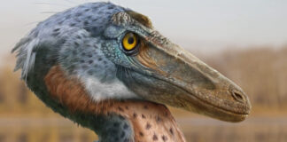 Coahuila suma un nuevo dinosaurio: así era el Xenovenator espinosai