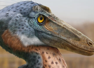 Coahuila suma un nuevo dinosaurio: así era el Xenovenator espinosai