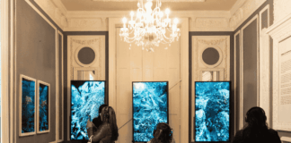 Zooxantela activa alerta coralina tras Art Week CDMX noticias Zooxantela