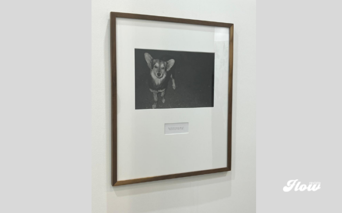 premio zona maco axa