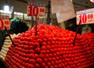Aumenta costo del kilo de jitomate en México Aumenta costo del kilo de jitomate en México