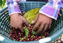 Café Nayarit obtiene Denominación de Origen y fortalece al campo mexicano Café Nayarit