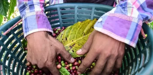 Café Nayarit obtiene Denominación de Origen y fortalece al campo mexicano Café Nayarit