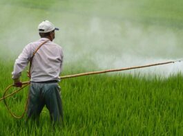 ONU insta a México a crear leyes sobre las sustancias químicas y plaguicidas peligrosos ONU insta a México a crear leyes sobre las sustancias químicas y plaguicidas peligrosos