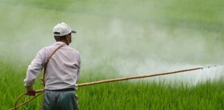 ONU insta a México a crear leyes sobre las sustancias químicas y plaguicidas peligrosos ONU insta a México a crear leyes sobre las sustancias químicas y plaguicidas peligrosos