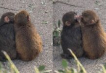 Punch ya tiene novia: Las tiernas imágenes del mono más famoso del mundo Punch ya tiene novia: Las tiernas imágenes del mono más famoso del mundo