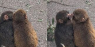 Punch ya tiene novia: Las tiernas imágenes del mono más famoso del mundo Punch ya tiene novia: Las tiernas imágenes del mono más famoso del mundo