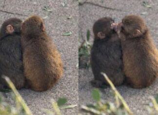 Punch ya tiene novia: Las tiernas imágenes del mono más famoso del mundo Punch ya tiene novia: Las tiernas imágenes del mono más famoso del mundo