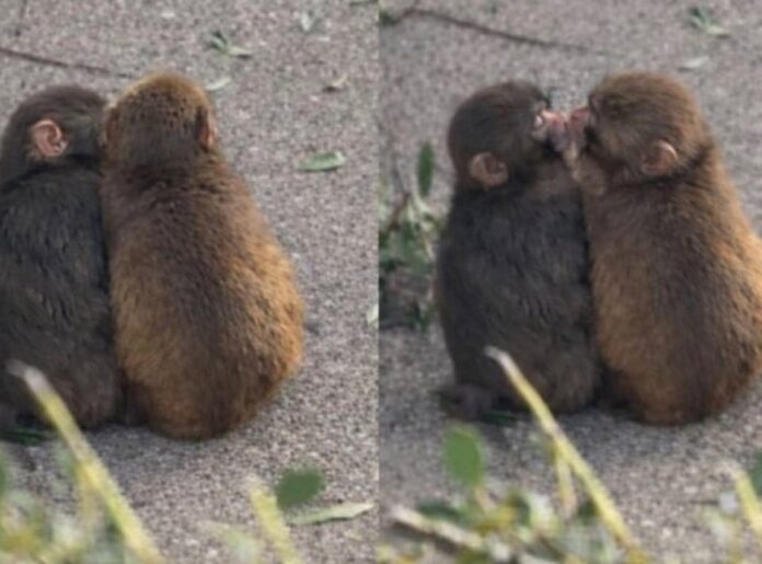 Punch ya tiene novia: Las tiernas imágenes del mono más famoso del mundo