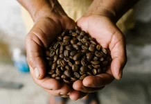 Feria Nacional del Café y Festival de la Orquídea 2026 en Coatepec: prevén llegada de 100 mil turistas cafe chiapas en riesgo
