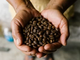 Café chiapaneco en riesgo: clima e inseguridad golpean producción cafe chiapas en riesgo
