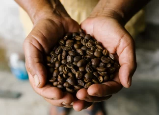 Café chiapaneco en riesgo: clima e inseguridad golpean producción cafe chiapas en riesgo