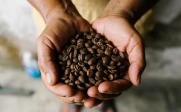 Feria Nacional del Café y Festival de la Orquídea 2026 en Coatepec: prevén llegada de 100 mil turistas cafe chiapas en riesgo
