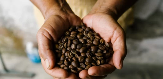 Café chiapaneco en riesgo: clima e inseguridad golpean producción cafe chiapas en riesgo
