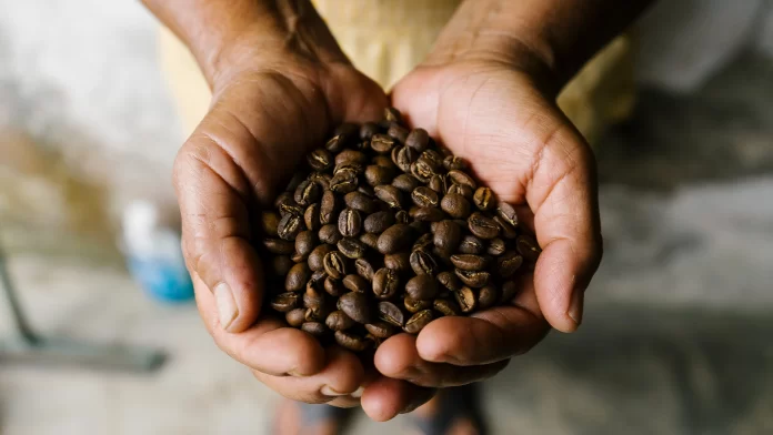 cafe chiapas en riesgo