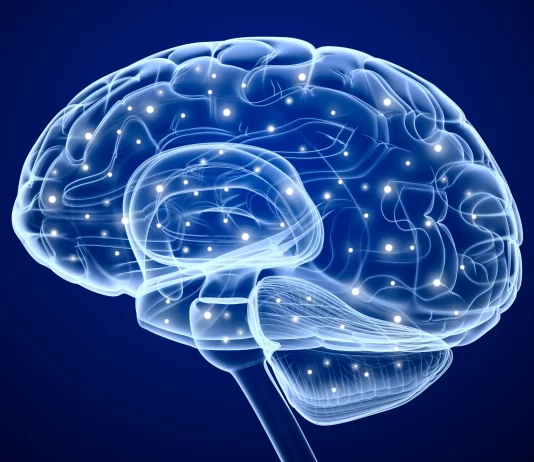 Cardio y memoria: estudio revela que el ejercicio activa ondas cerebrales clave ejercicio activacion cerebral