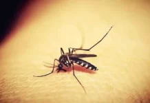 Mosquitos de la malaria evolucionan: resistencia a insecticidas amenaza control en Sudamérica mosquitos evolucionan resistencia