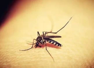 Mosquitos de la malaria evolucionan: resistencia a insecticidas amenaza control en Sudamérica mosquitos evolucionan resistencia