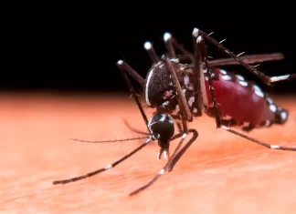 Mosquitos de malaria evolucionan: resistencia a insecticidas enciende alerta global mosquitos malaria