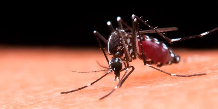 mosquitos malaria