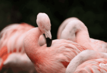 Flamingos: un documental que revela la resiliencia de la naturaleza noticias documental flamingos