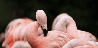 Flamingos: un documental que revela la resiliencia de la naturaleza noticias documental flamingos