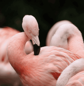 Flamingos: un documental que revela la resiliencia de la naturaleza noticias documental flamingos