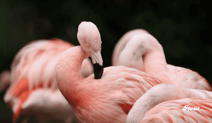 noticias documental flamingos