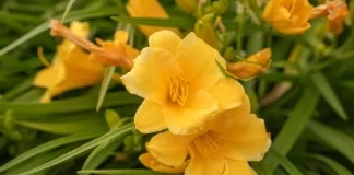 ¿Por qué se regalan flores amarillas el 21 de marzo? El origen y significado de esta tendencia viral regalo flores amarillas