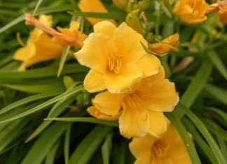 ¿Por qué se regalan flores amarillas el 21 de marzo? El origen y significado de esta tendencia viral regalo flores amarillas