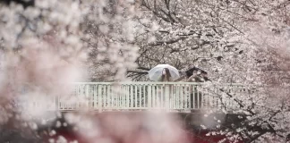 Flor de cerezo impulsa el auge de viajes a Asia entre turistas mexicanos viajes flor de cerezo asia