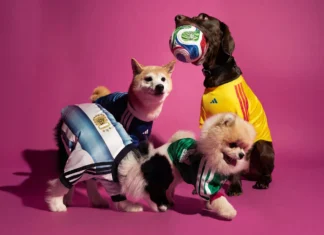 Adidas lanza jerseys oficiales para mascotas Adidas lanza jerseys oficiales para mascotas