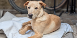 “Caramelo” es reconocido como perrito de raza mexicana “Caramelo” es reconocido como perrito de raza mexicana