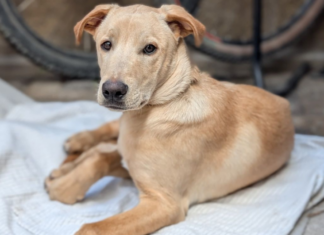 “Caramelo” es reconocido como perrito de raza mexicana “Caramelo” es reconocido como perrito de raza mexicana