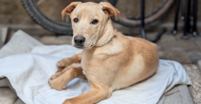 “Caramelo” es reconocido como perrito de raza mexicana