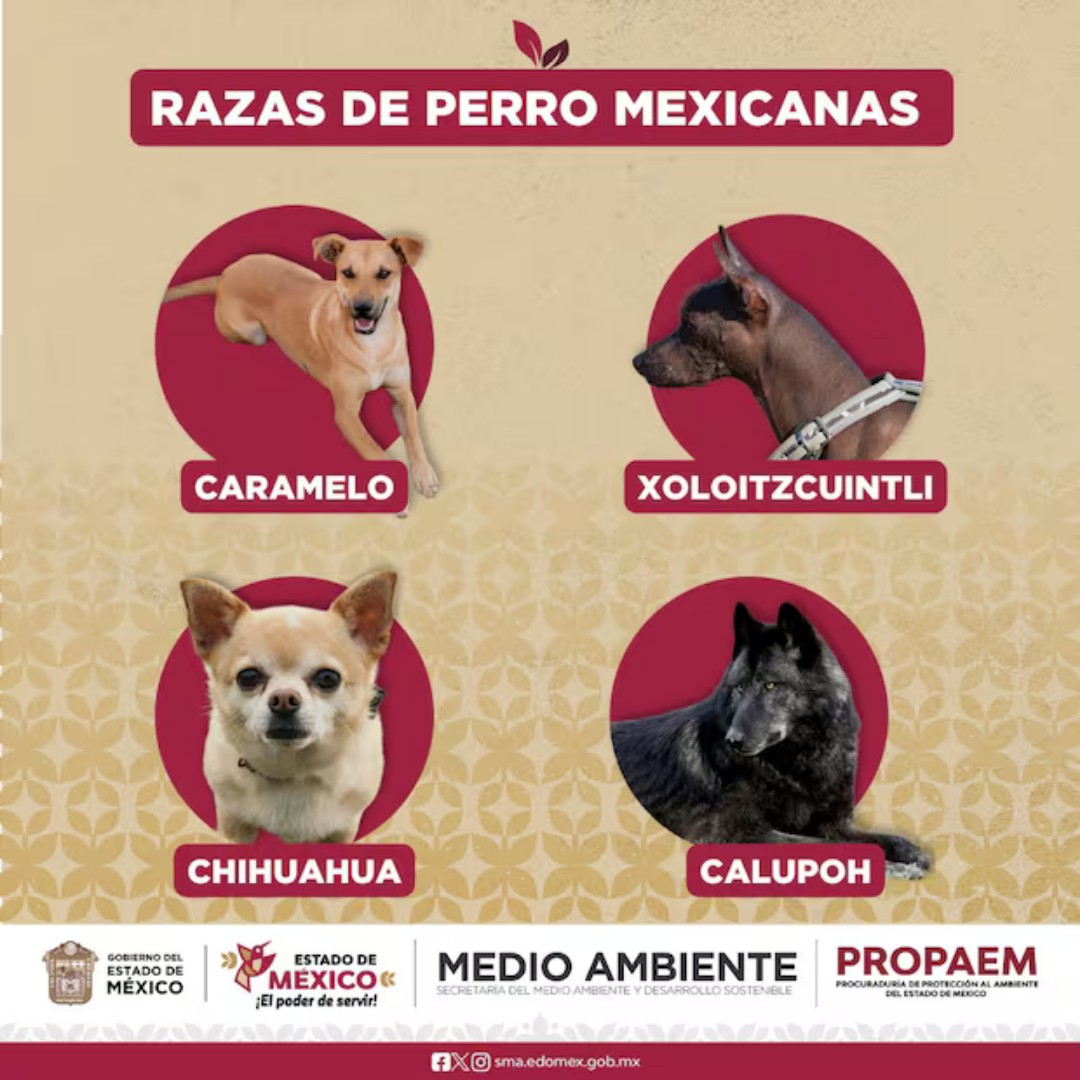 “Caramelo” es reconocido como perrito de raza mexicana