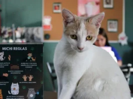 Adiós a los michi cafés en CDMX: cierres, sanciones y debate por bienestar animal Michi cafés