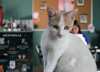 Adiós a los michi cafés en CDMX: cierres, sanciones y debate por bienestar animal Michi cafés