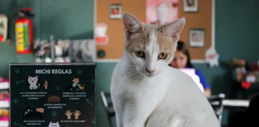 Adiós a los michi cafés en CDMX: cierres, sanciones y debate por bienestar animal Michi cafés