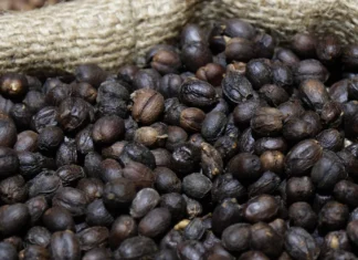 Puebla Toma Café 2026: la estrategia que impulsa el consumo local y el turismo gastronómico Puebla Toma Café 2026