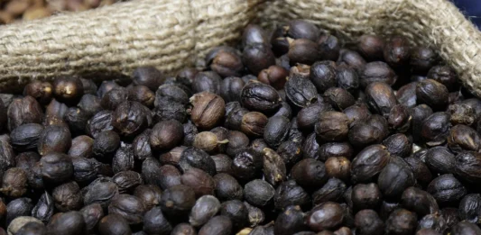 Puebla Toma Café 2026: la estrategia que impulsa el consumo local y el turismo gastronómico Puebla Toma Café 2026