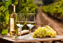 Sabor a Vid 2026 en León: fechas, experiencias y todo sobre el festival de vino y gastronomía Sabor a Vid 2026
