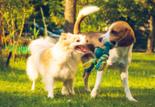 Feria del Bienestar Animal en Tlalpan 2026: fecha, sede y servicios gratuitos feria del bienestar animal 2026