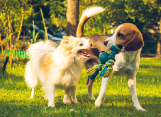 Feria del Bienestar Animal en Tlalpan 2026: fecha, sede y servicios gratuitos feria del bienestar animal 2026