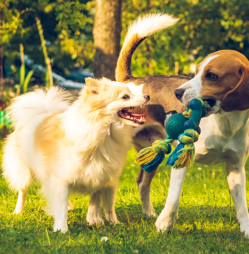 Feria del Bienestar Animal en Tlalpan 2026: fecha, sede y servicios gratuitos feria del bienestar animal 2026
