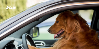 Aprueban multas por llevar a tu perro suelto en el coche en la CDMX Aprueban multas por llevar a tu perro suelto en el coche en la CDMX