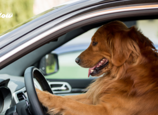 Aprueban multas por llevar a tu perro suelto en el coche en la CDMX Aprueban multas por llevar a tu perro suelto en el coche en la CDMX