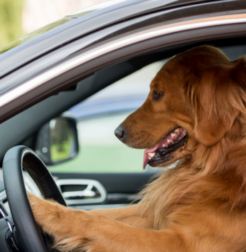 Aprueban multas por llevar a tu perro suelto en el coche en la CDMX Aprueban multas por llevar a tu perro suelto en el coche en la CDMX