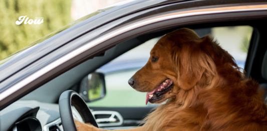 Aprueban multas por llevar a tu perro suelto en el coche en la CDMX Aprueban multas por llevar a tu perro suelto en el coche en la CDMX