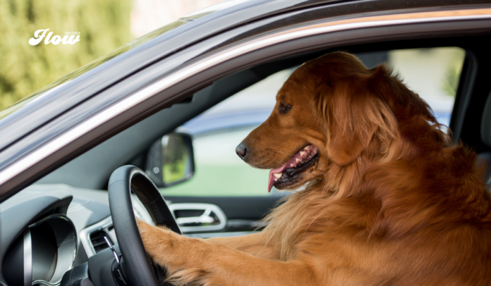 Aprueban multas por llevar a tu perro suelto en el coche en la CDMX